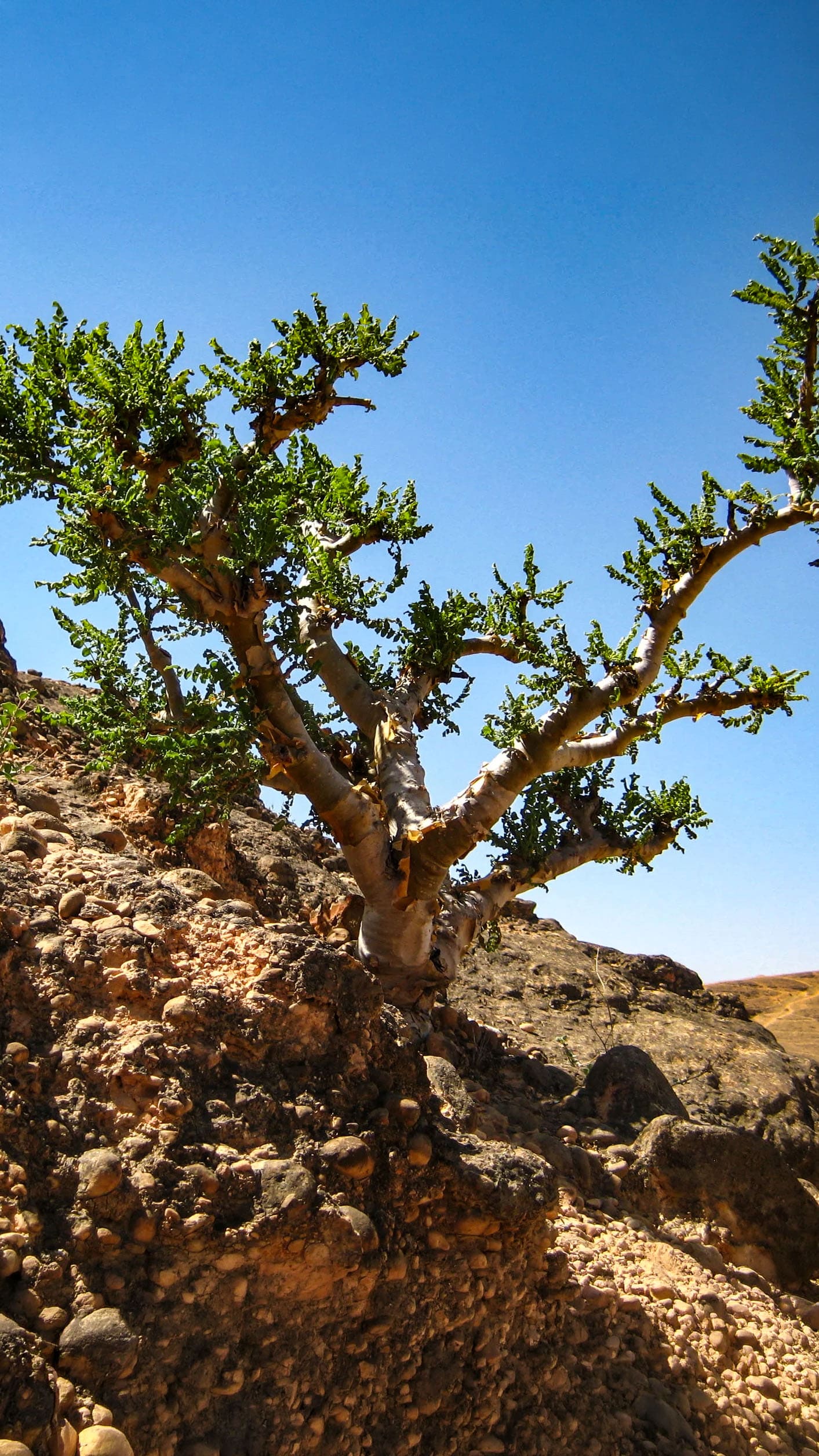 Frankincense Oman