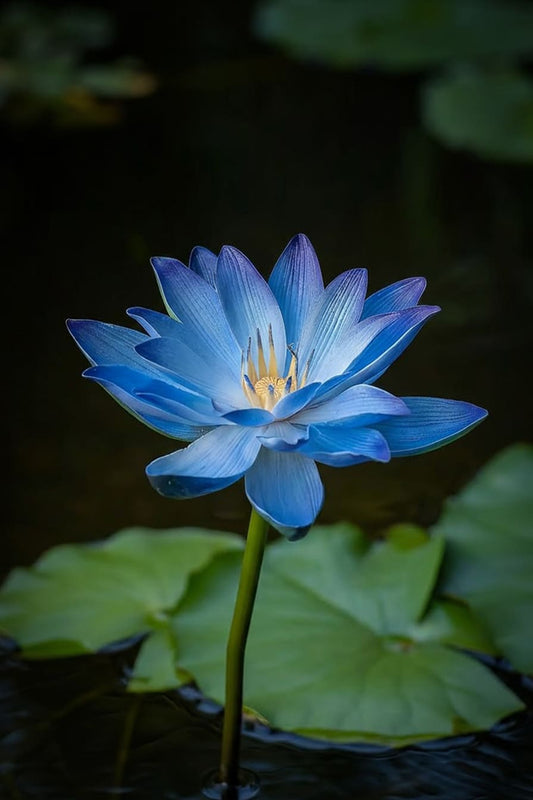 Blue Lotus EO