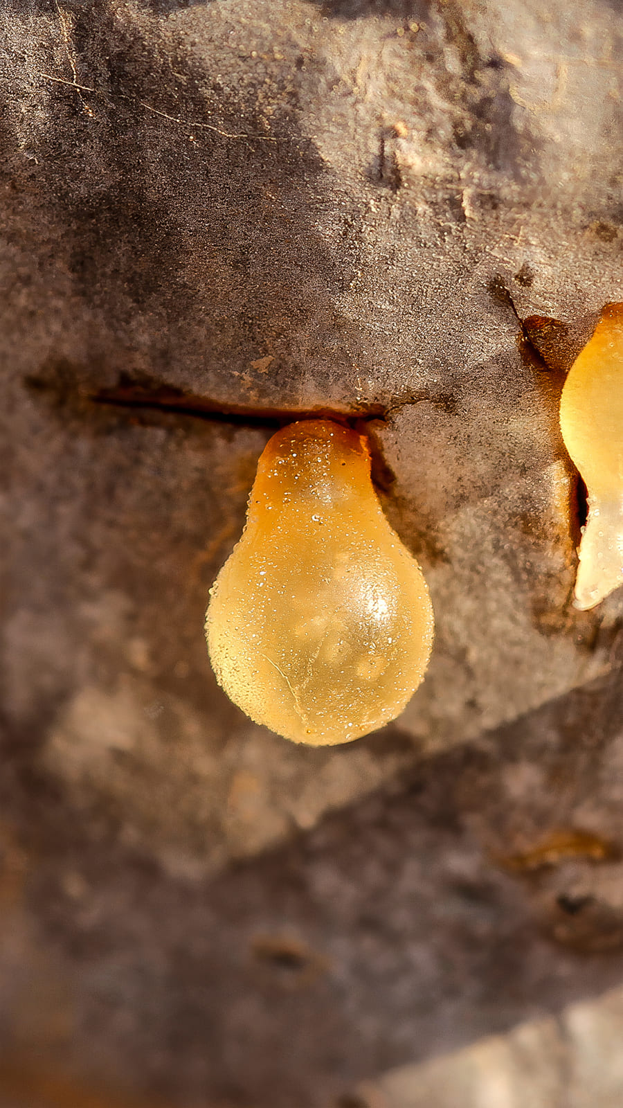 Frankincense Oman
