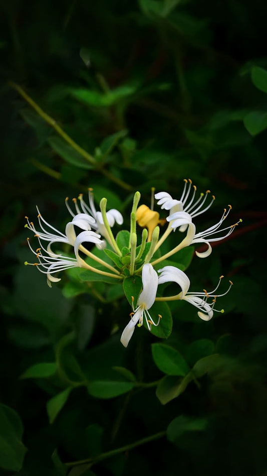 Honeysuckle EO