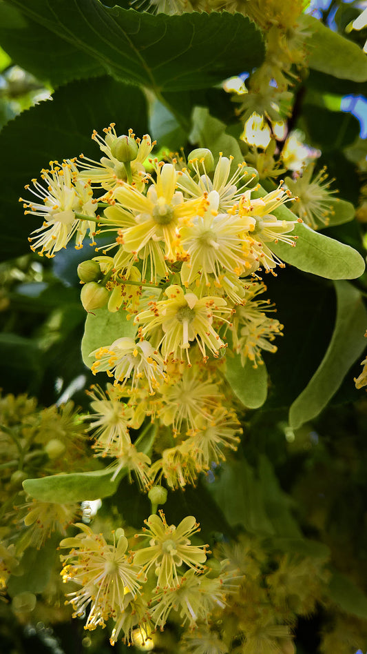 Linden Blossom