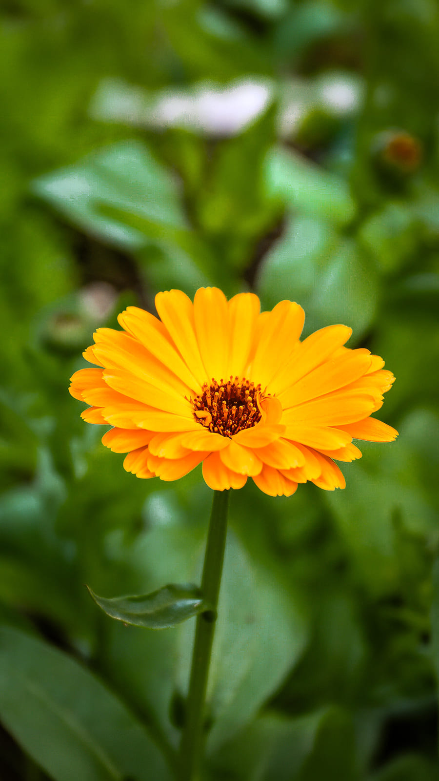 Marigold