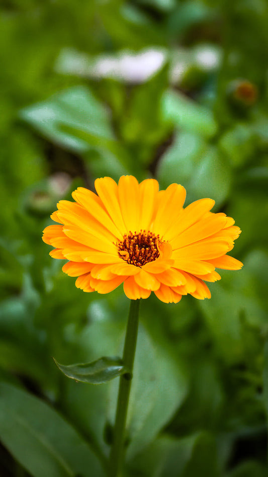 Marigold