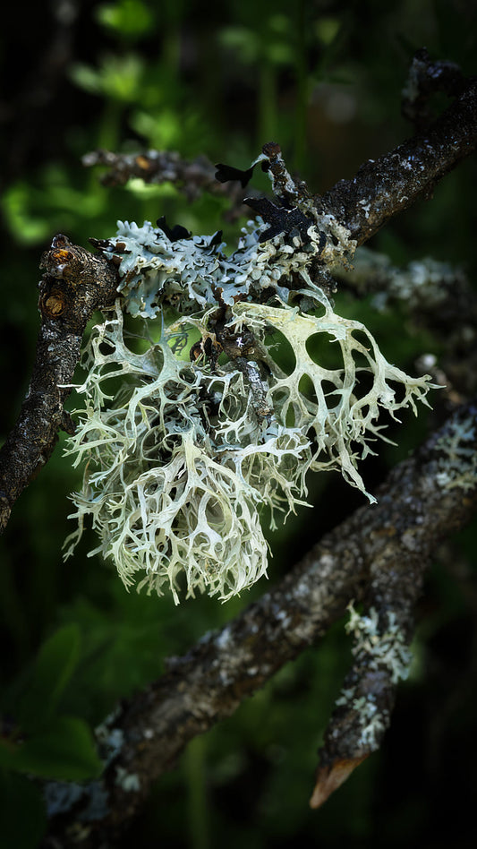 Oakmoss